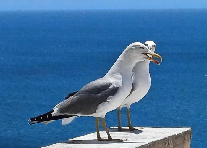 Διαμέρισμα Yvonne's Bela Vista *